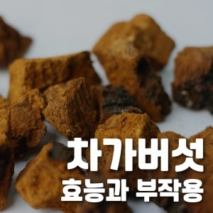차가버섯 효능과 부작용